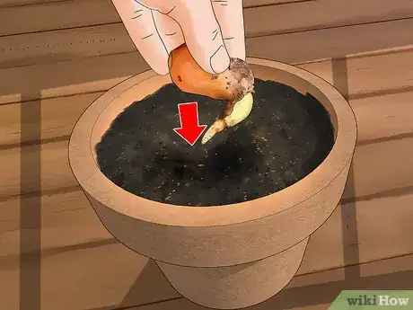 Image intitulée Plant Durian Seeds Step 12