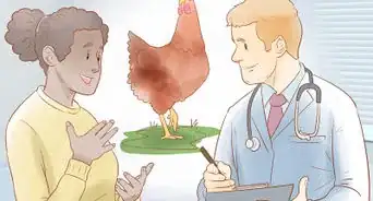 reconnaitre quand une poule est prête à pondre des œufs