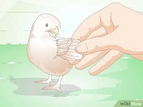 Image intitulée Care for a Chick Step 14