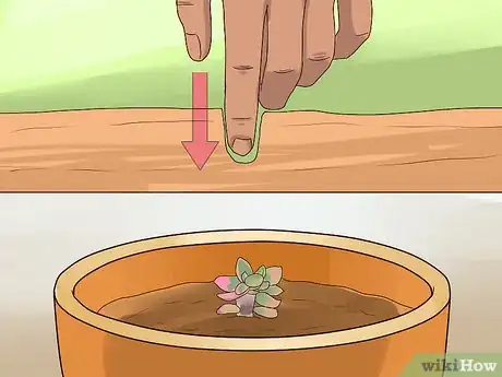Image intitulée Propagate Succulents from Leaves Step 12
