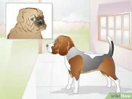 Image intitulée Clean Gunk from Your Dog's Eyes Step 2