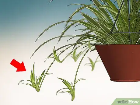 Image intitulée Prune a Spider Plant Step 6