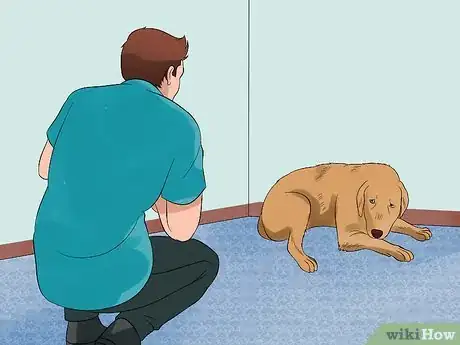 Image intitulée Approach a Shy or Fearful Dog Step 8