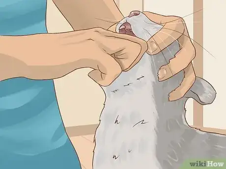 Image intitulée Save a Choking Cat Step 10