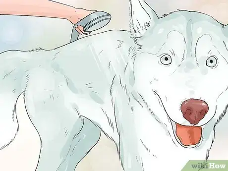 Image intitulée Take Care of an Alaskan Husky Step 6