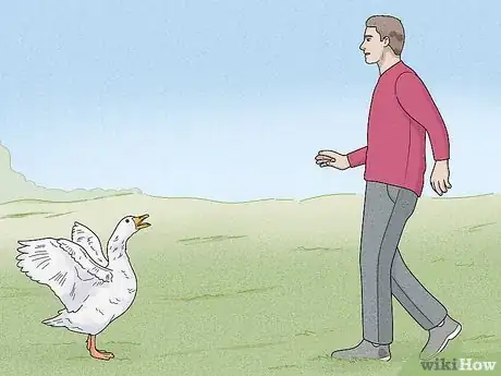 Image intitulée Stop a Goose Attack Step 3