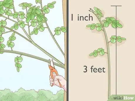 Image intitulée Grow a Moringa Tree Step 2