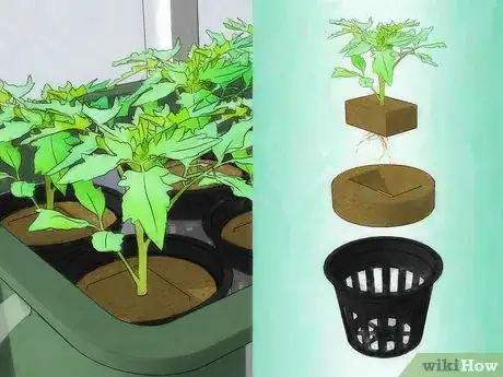 Image intitulée Grow Hydroponic Tomatoes Step 12