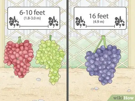 Image intitulée Grow Grape Vines Step 7