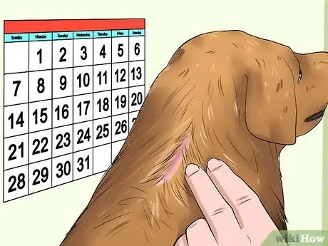 Image intitulée Clean a Dog's Wound Step 10