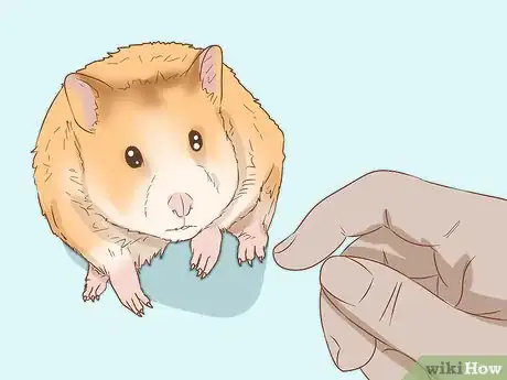 Image intitulée Care for Syrian Hamsters Step 10
