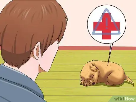 Image intitulée Choose a Healthy Puppy Step 15