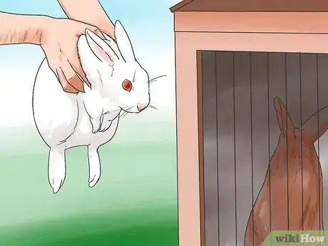 Image intitulée Breed Rabbits Step 7