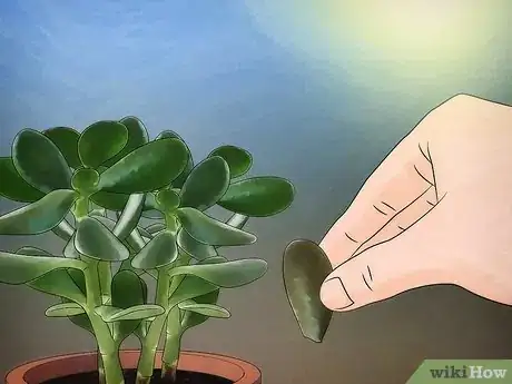 Image intitulée Grow a Jade Plant Step 9