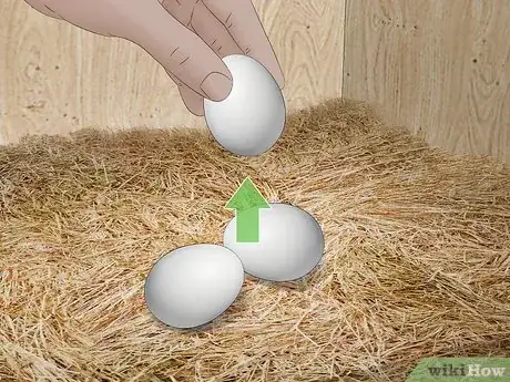 Image intitulée Raise Chickens for Eggs Step 21