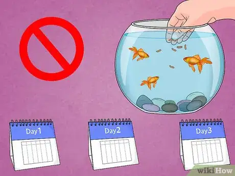 Image intitulée Fix Swim Bladder Disease in Goldfish Step 6