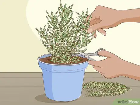 Image intitulée Grow Rosemary Step 1