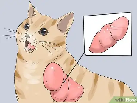 Image intitulée Help Your Cat Breathe Easier Step 14