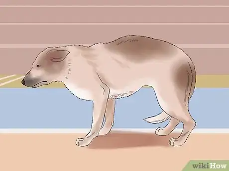 Image intitulée Approach a Shy or Fearful Dog Step 2