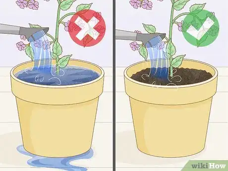 Image intitulée Get Rid of Mold on Houseplants Step 12