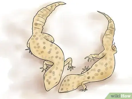 Image intitulée Breed Leopard Geckos Step 6