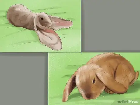 Image intitulée Raise a Lop Eared Rabbit As a Pet Step 1