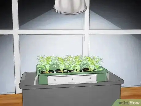 Image intitulée Grow Hydroponic Tomatoes Step 14