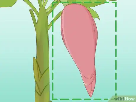 Image intitulée Grow Banana Plants Step 18