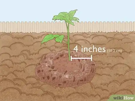 Image intitulée Grow Raspberries Step 16