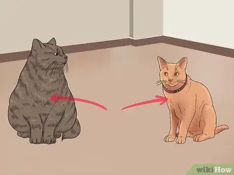 Image intitulée Bring a Second Cat Into the Family and Not Make Your Old Cat Upset Step 6