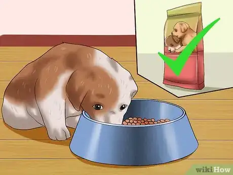 Image intitulée Choose a Healthy Puppy Step 14