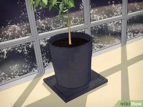 Image intitulée Grow Fruit in Pots Step 10