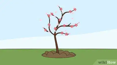 Image intitulée Grow a Cherry Blossom Tree Step 8
