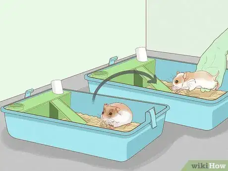 Image intitulée Breed Hamsters Step 8