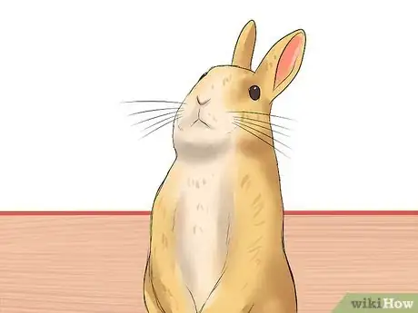 Image intitulée Diagnose Respiratory Problems in Rabbits Step 6