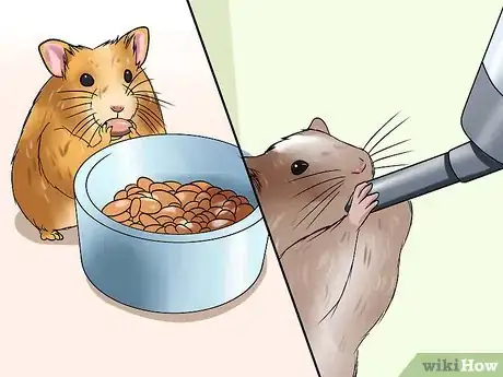 Image intitulée Choose a Hamster Step 13