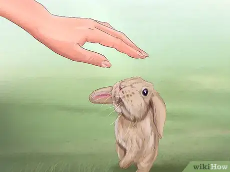 Image intitulée Make Your Rabbit Like You Step 11