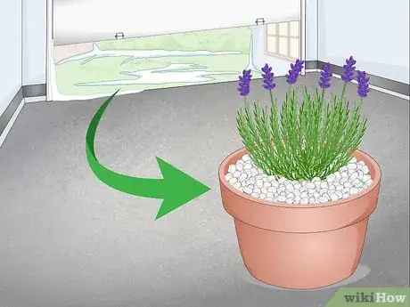 Image intitulée Plant Lavender in Pots Step 12