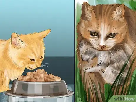 Image intitulée Introduce Solid Food to Kittens Step 2