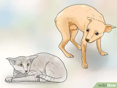 Image intitulée Make Your Dog Like Your Cat Step 3