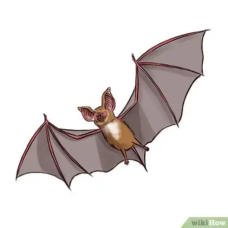 Image intitulée Bat Intro