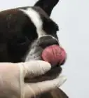 brosser les dents d'un chien