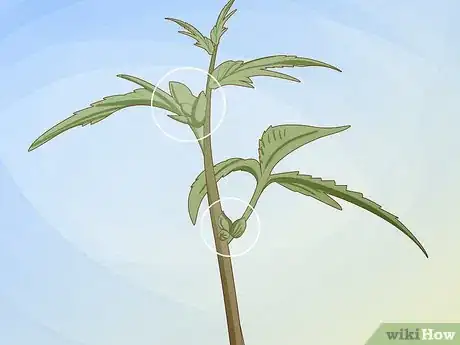 Image intitulée Identify Female and Male Marijuana Plants Step 3