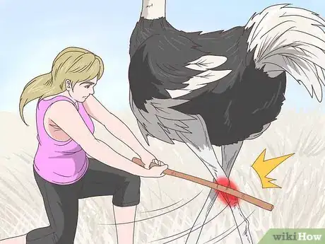 Image intitulée Survive an Encounter with an Ostrich Step 10