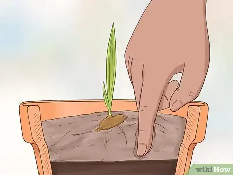 Image intitulée Plant Date Seeds Step 16