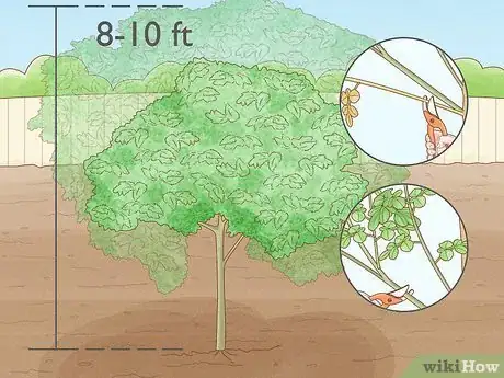 Image intitulée Grow a Moringa Tree Step 9