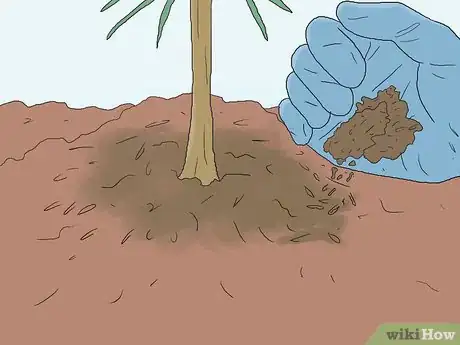 Image intitulée Grow Pine Trees Step 11