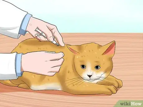 Image intitulée Care for a Cat with Feline Leukemia Step 14