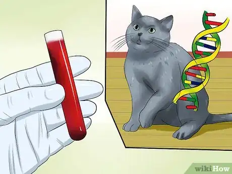 Image intitulée Identify a Russian Blue Step 10