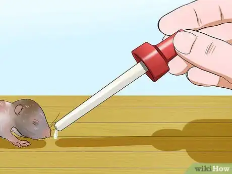 Image intitulée Care for Newborn Hamsters Step 14